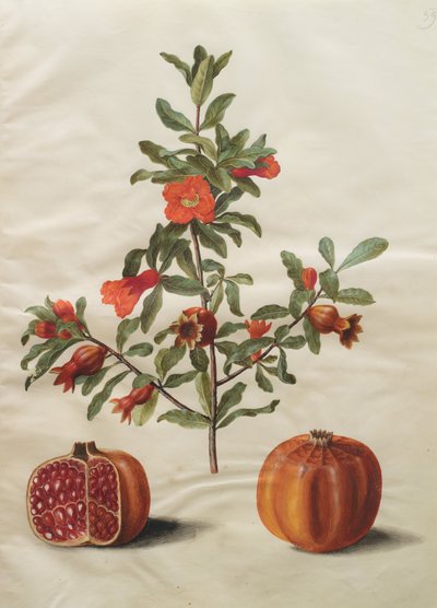 Punica granatum simp et pl by Johannes Simon Holtzbecher